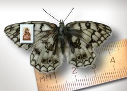 Икона Владимирской Божьей материна крыле бабочки